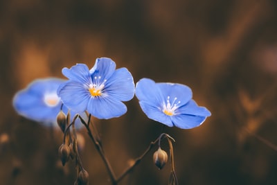 Blue petals close-up photography
